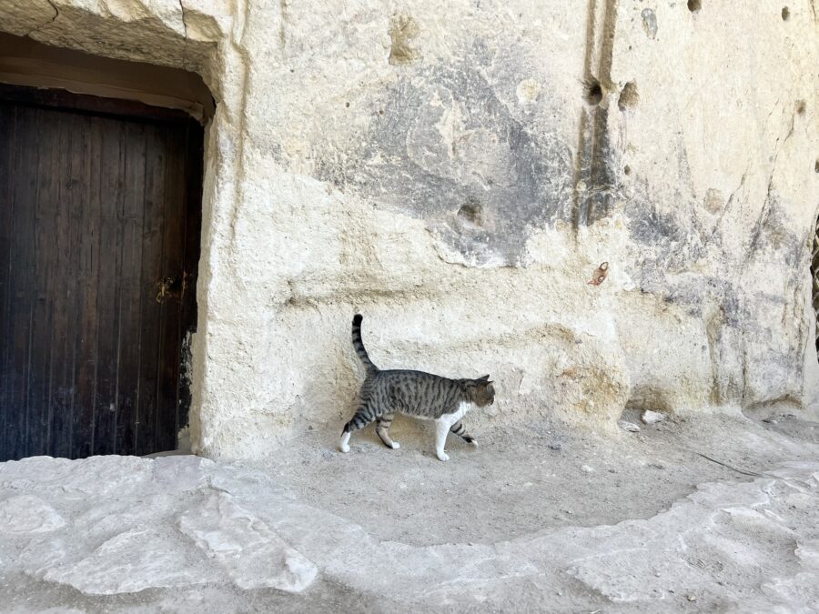 A cat walking in front of a cave wall in Cappadocia, Turkey