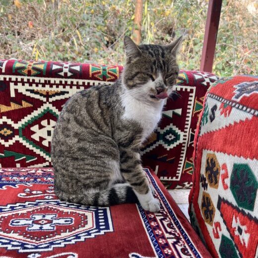 A grey striped cat sitting on colourful, red, patterned Turkish pillows, licking its lips. 