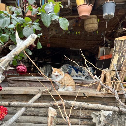 an orange kitten, mid meow, sitting outside a cafe in Turkey. 