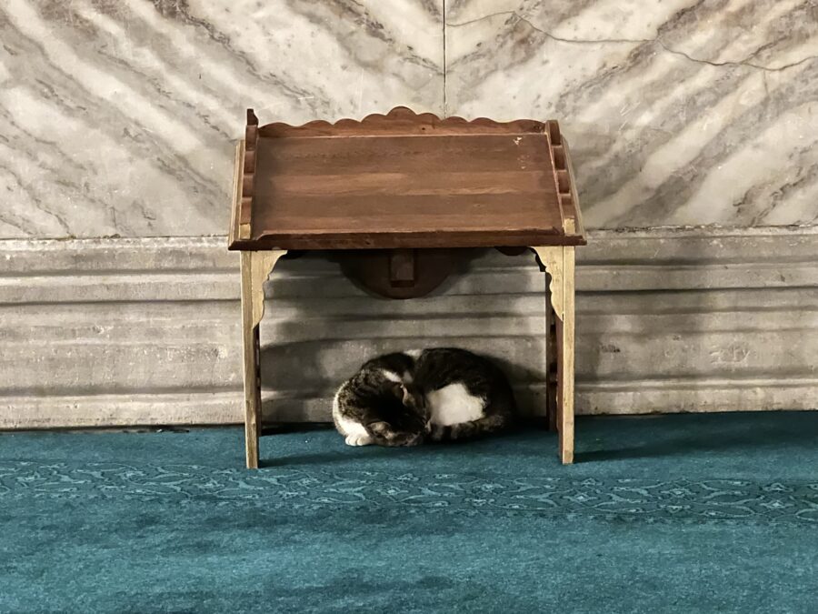 A cat asleep in the Hagia Sophia