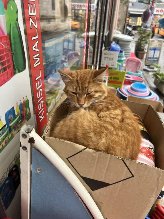 An orange cat in a box on an outdoor store shelf in Istanbul