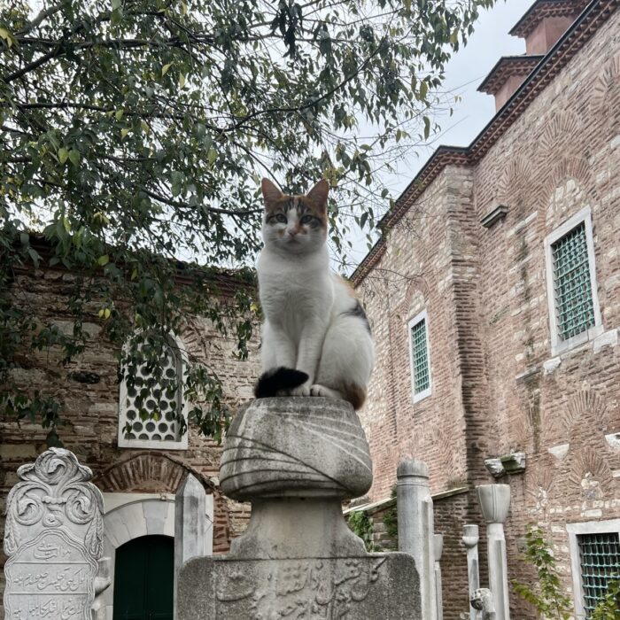 A cat sitting atop a cement pillar. 