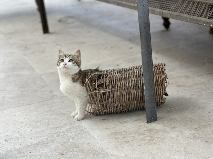 A kitten in a basket tube. 