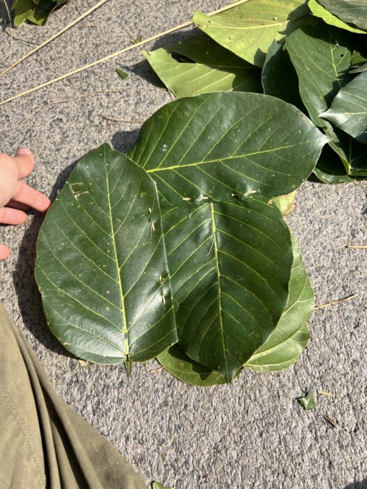 3 large leaves stitched together. 