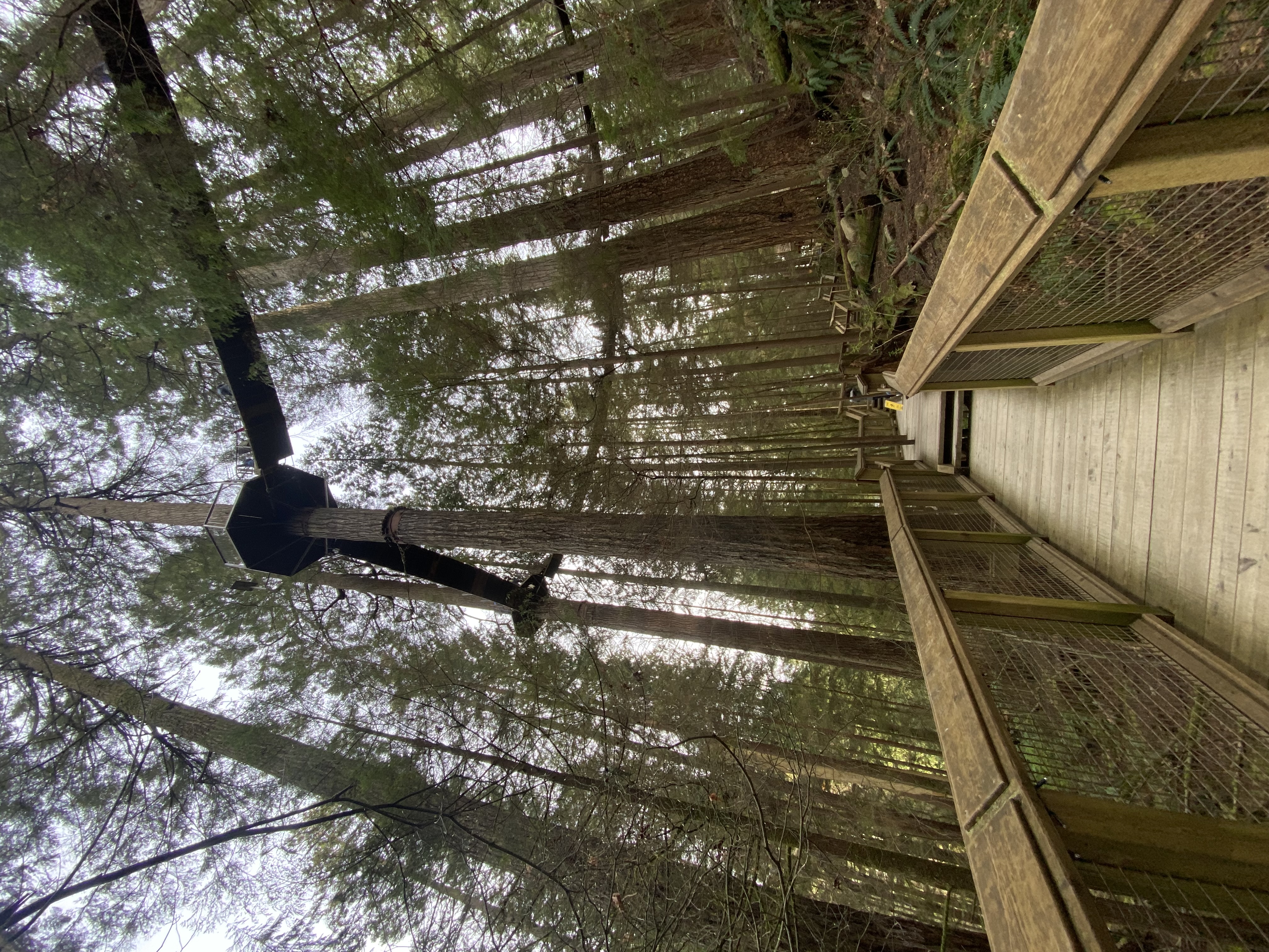 A wooden pathway underneath raised bridges in the trees at Capilano Suspension Bridge. 