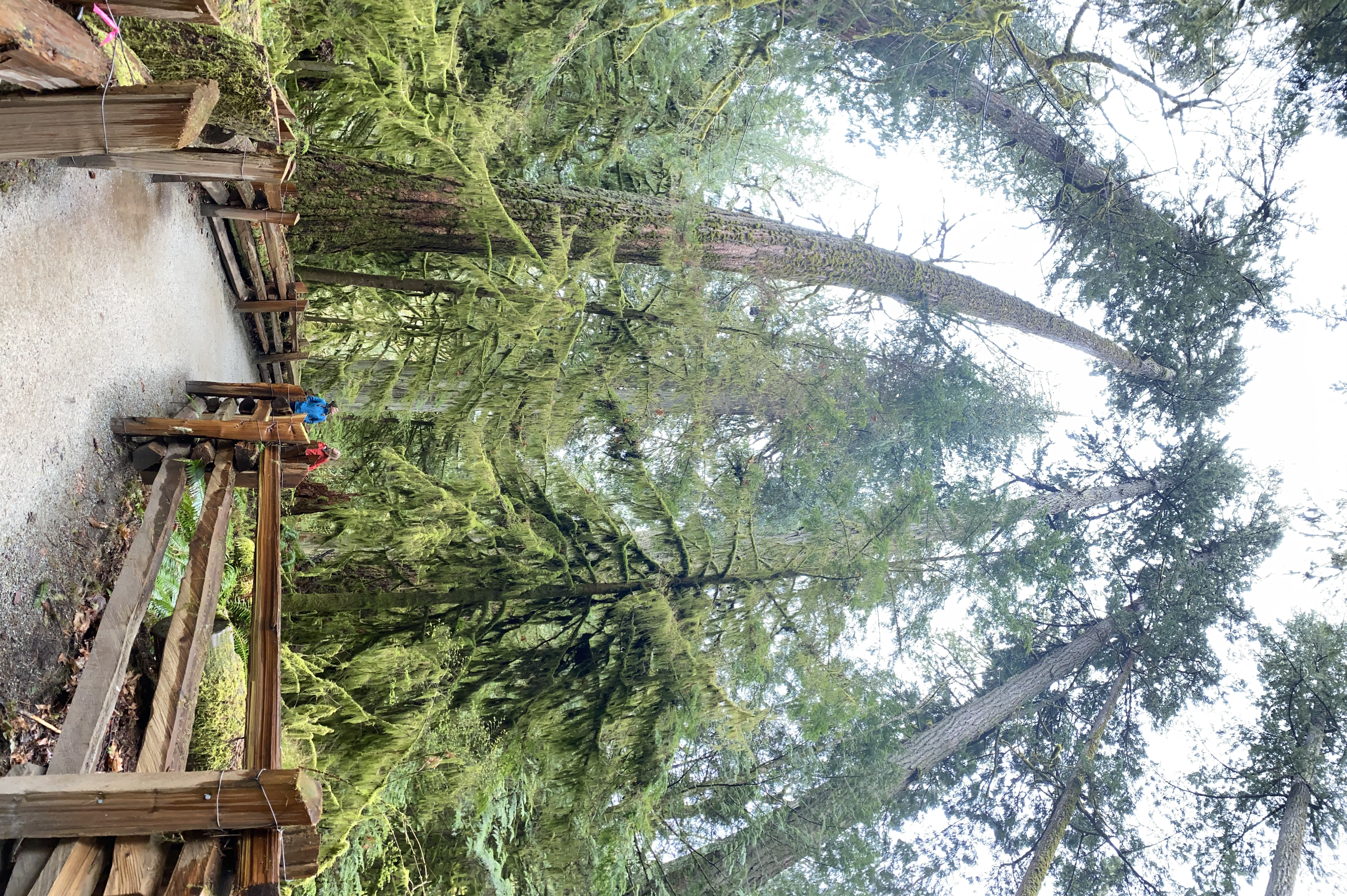 A pathway surrounded by trees in Cathedral Grove, a must see stop on a summer road trip to Tofino/Ucluelet.