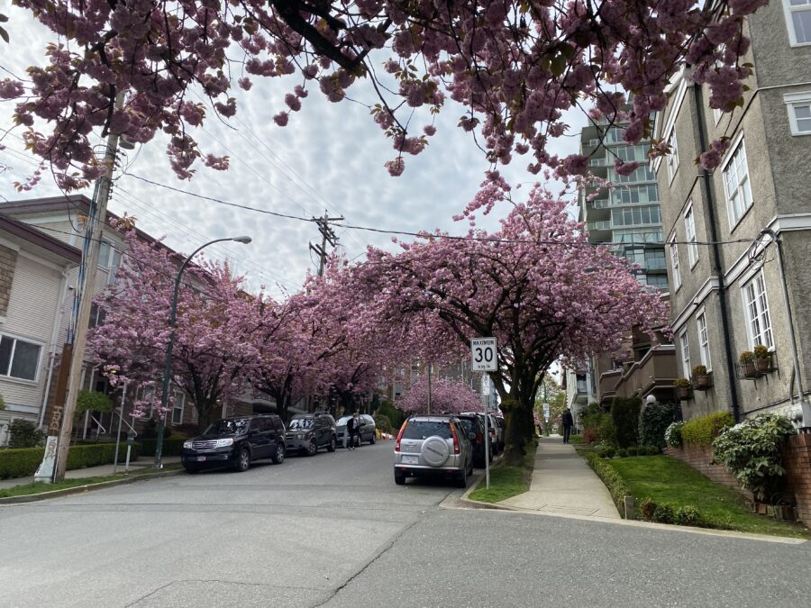 A quiet city street in Vancouver, BC with beautiful cherry blossom trees along either side of the street. 