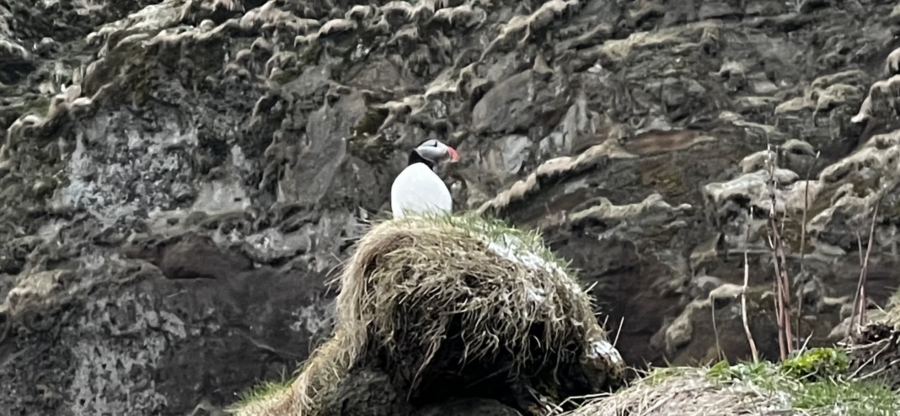 A puffin sitting on a patch of grass on the side of a cliff in Vik, Iceland.