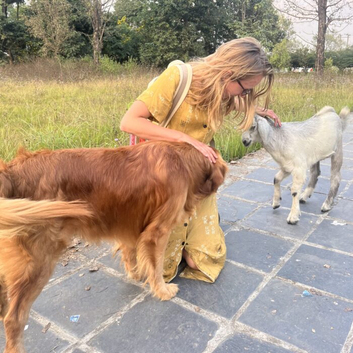 A girl on her knees petting a golden retriever with one hand and a little white goat with the other. 