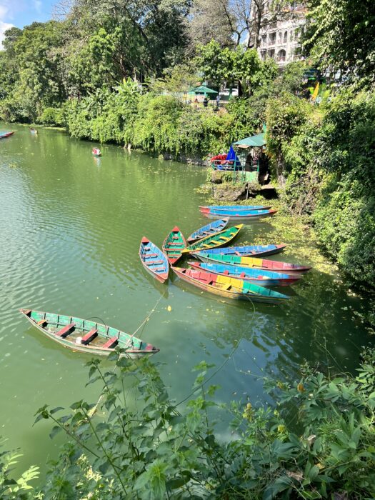 A collection of colourful row boats tied near the shore, full of greenery and trees, on Phewa lake in Pokhara Nepal