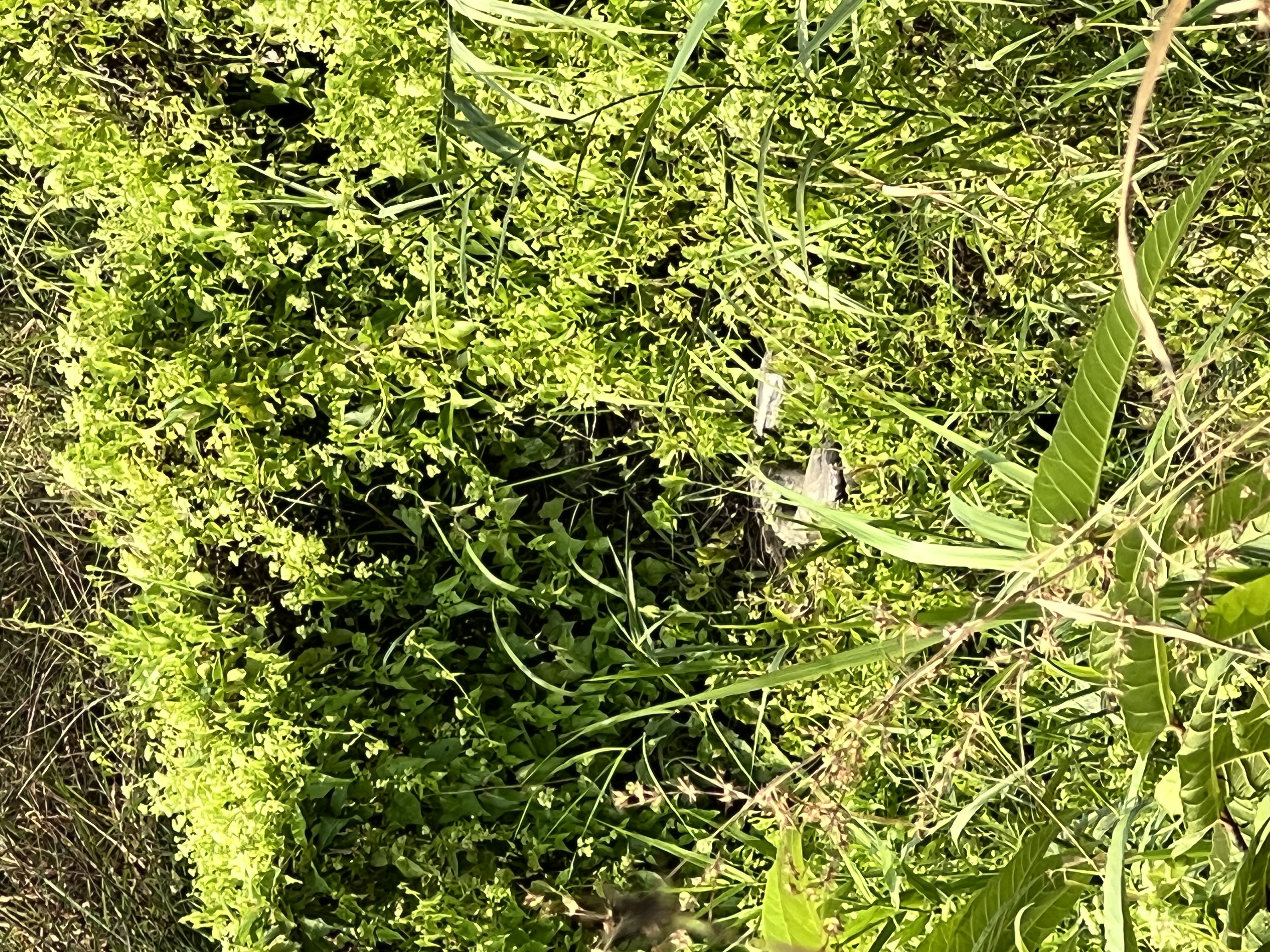 A python curled into a ball, barely visible among the green grass and bushes. In Chitwan National Park in Nepal.