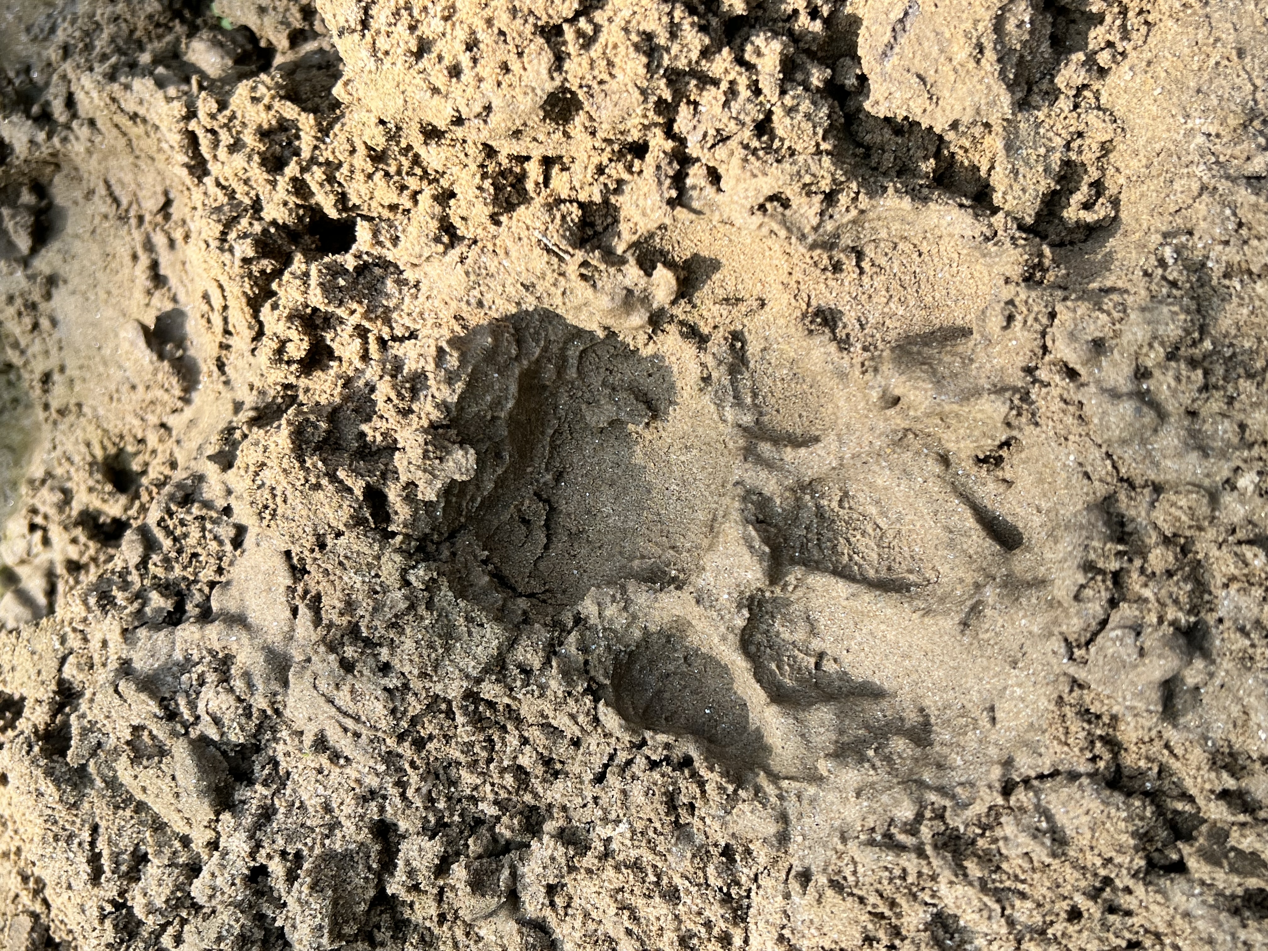 A tiger footprint in wet sand found in Chitwan National Park in Nepal.