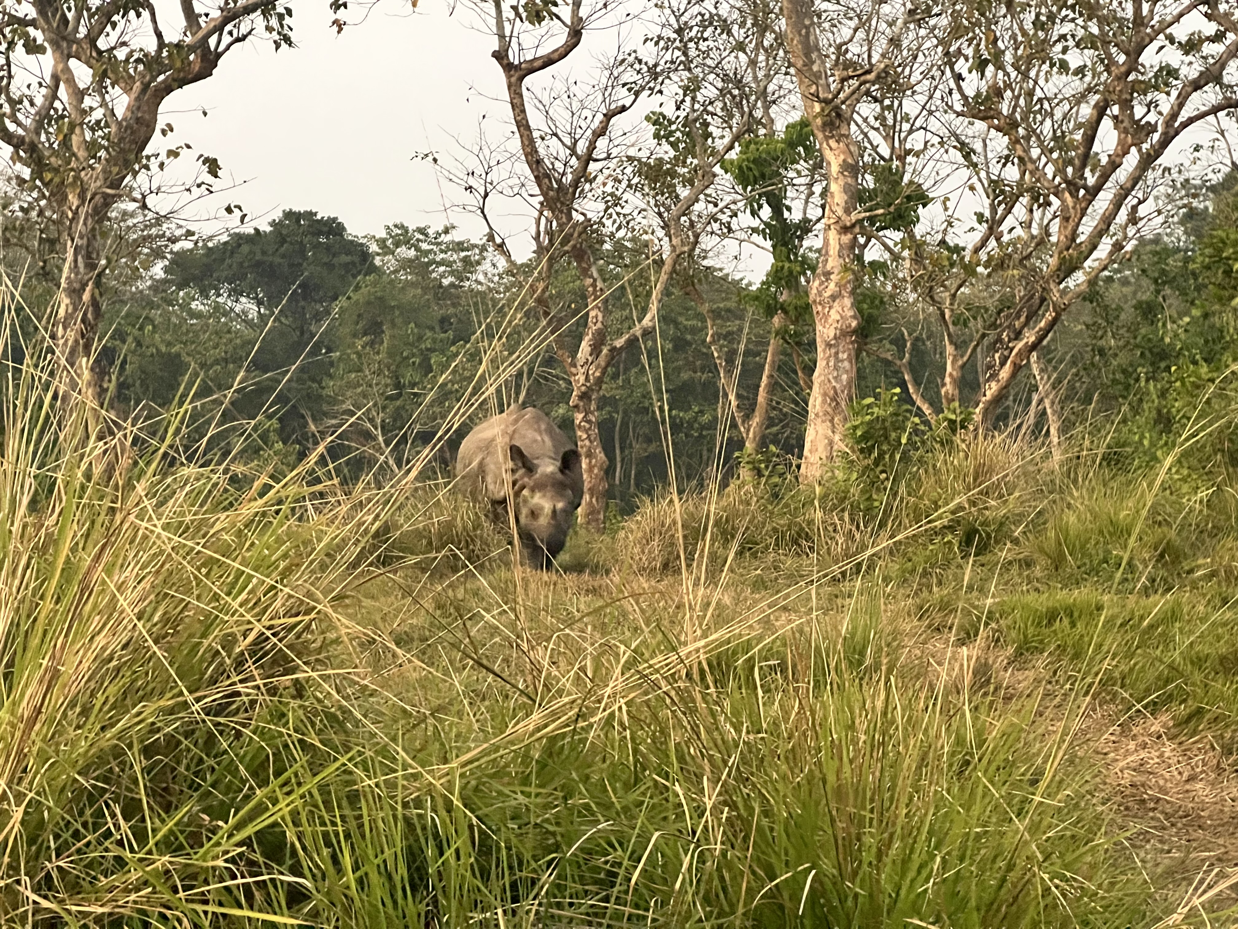 A front view of a rhino in a grassy field. 