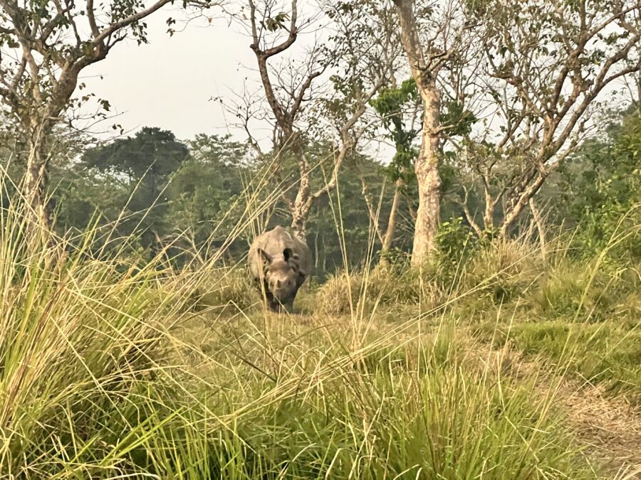 A photo of a rhino from the front walking in a grassy field with trees in Chitwan National Park in Nepal