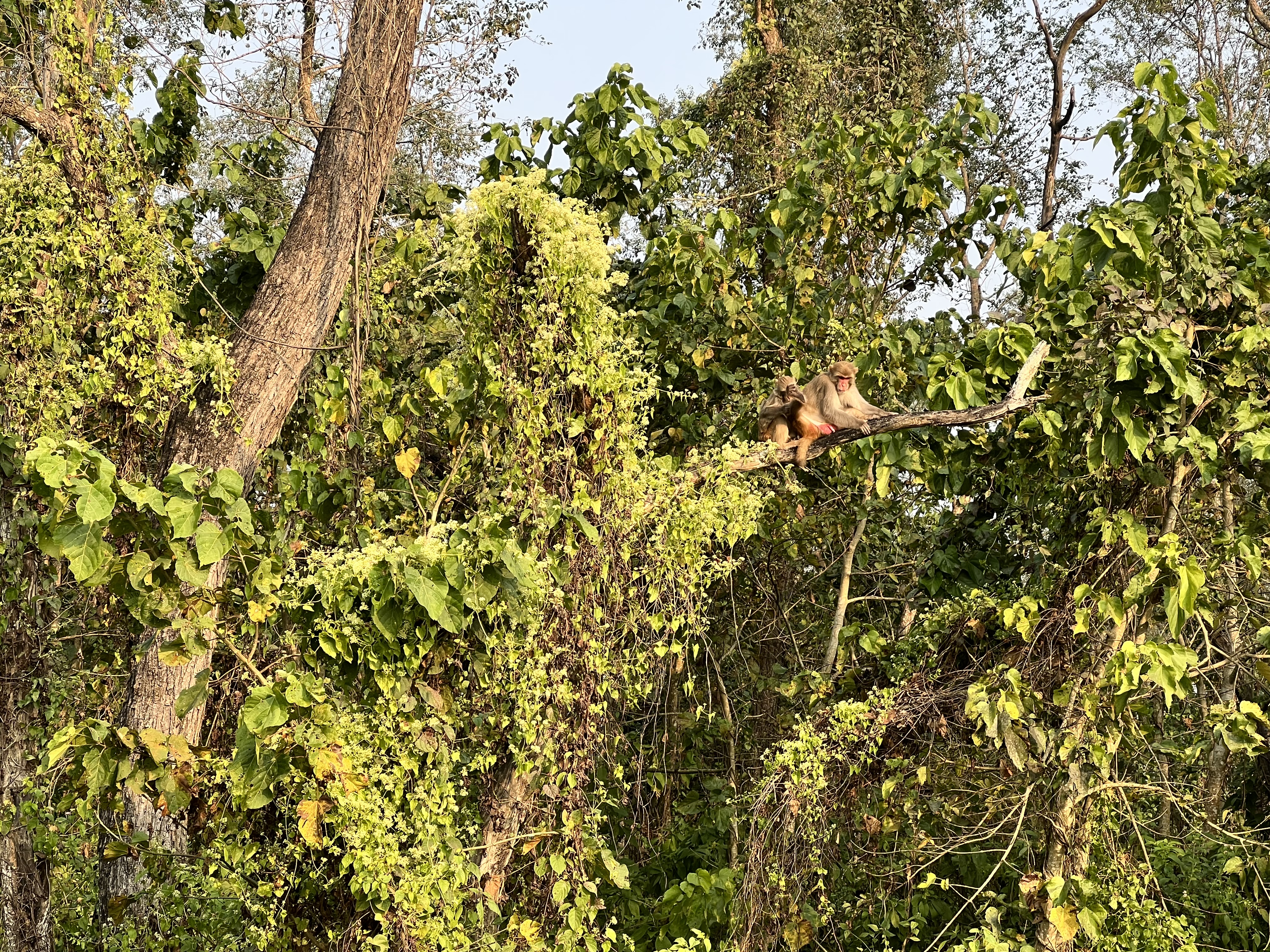 A photo of trees covered in green leaves with two monkeys sitting on a branch. One is grooming the other.