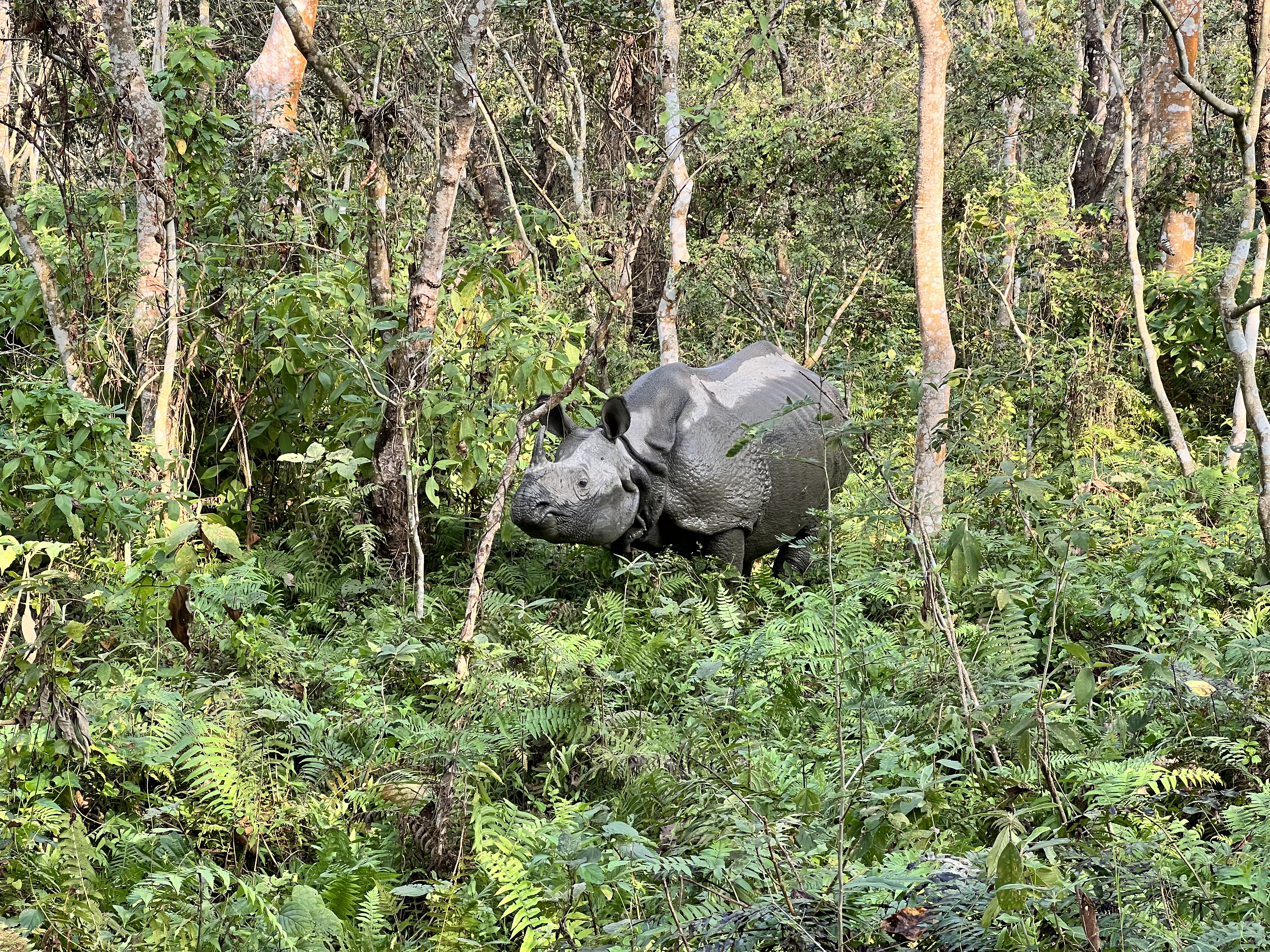 A rhino surrounded by green foliage.