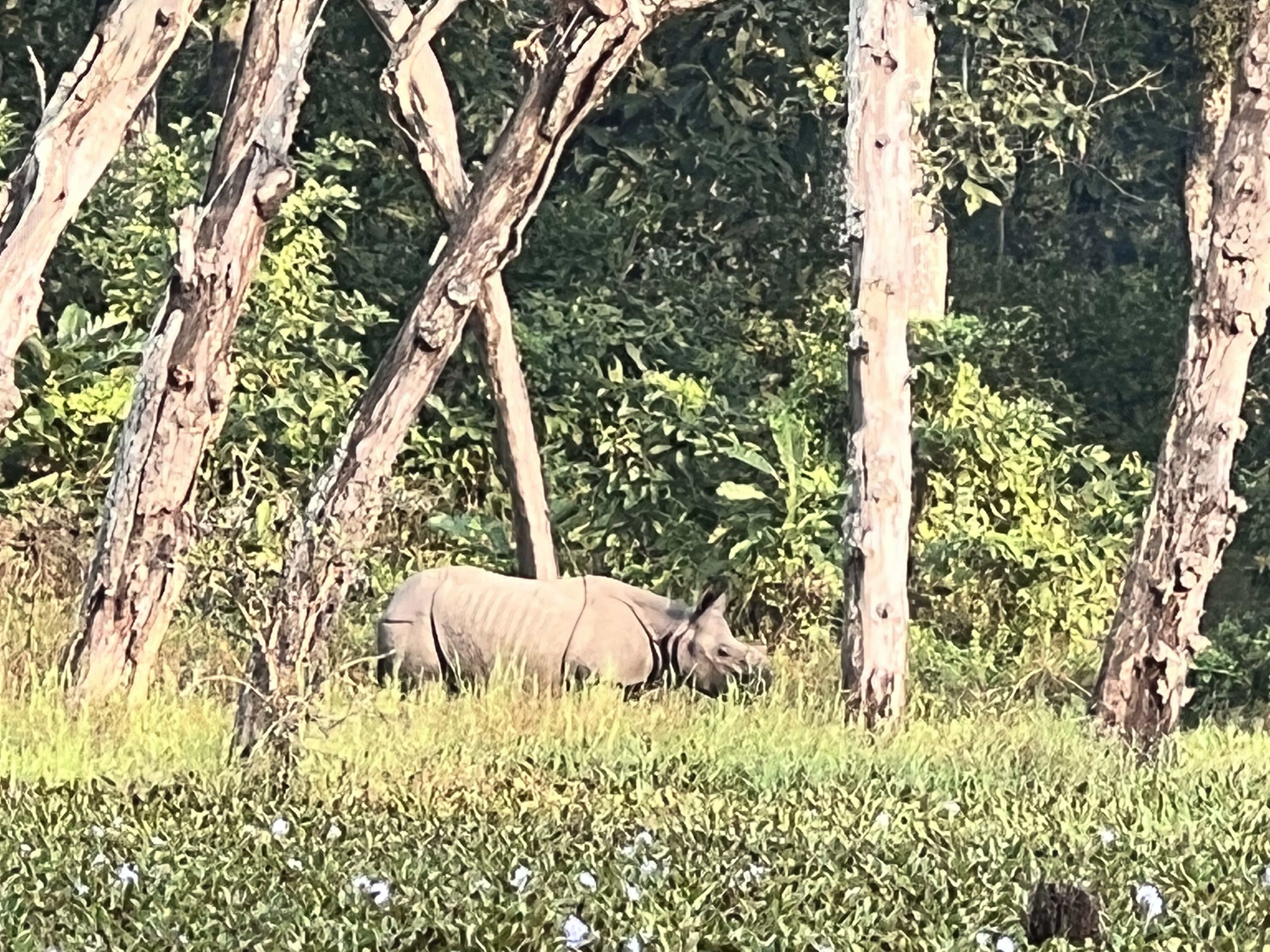 A rhino on the edge of a swampy area, with think jungle behind it. 