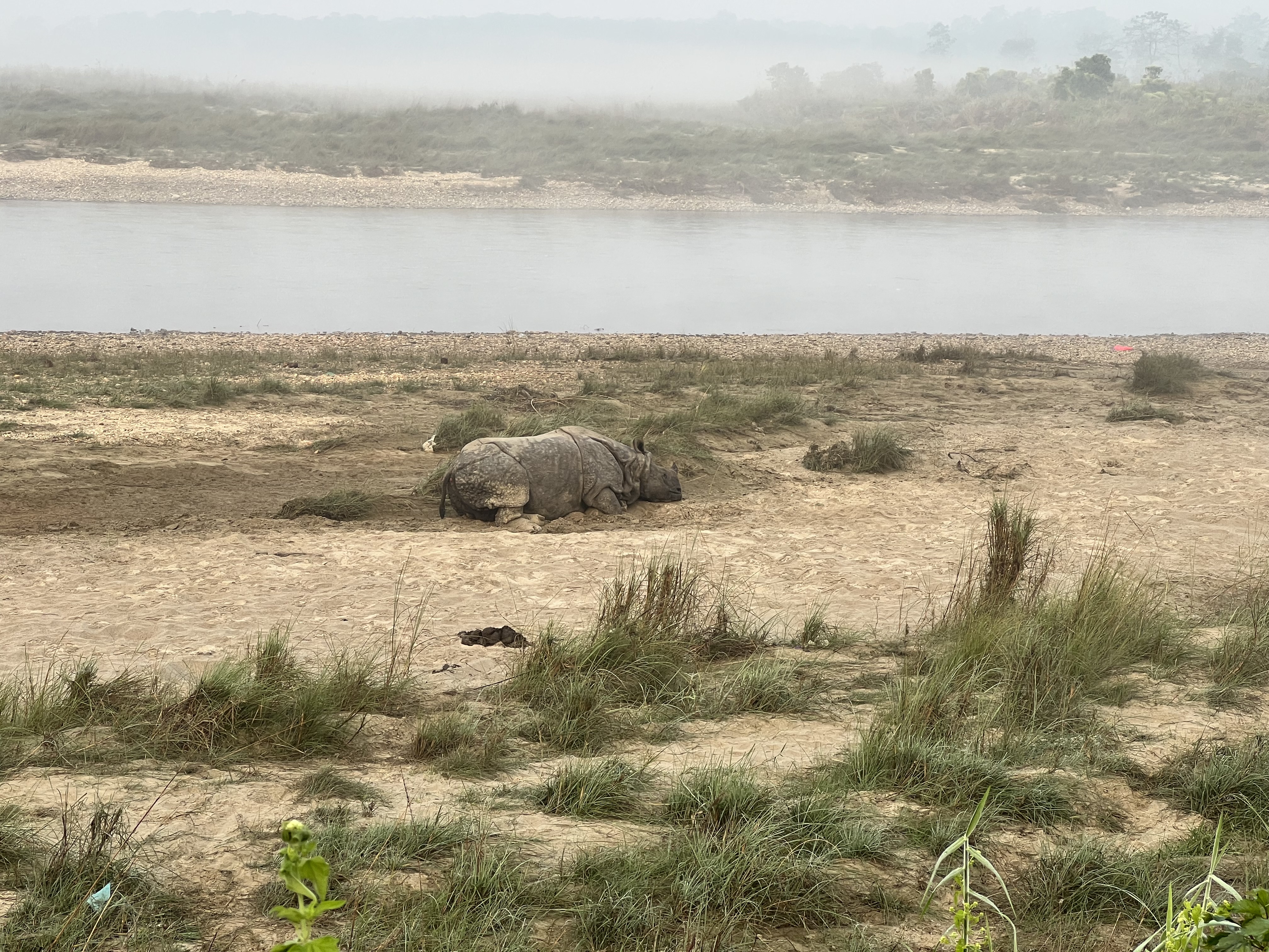 A rhino laying on a sandy riverbank in Sauraha, Nepal.