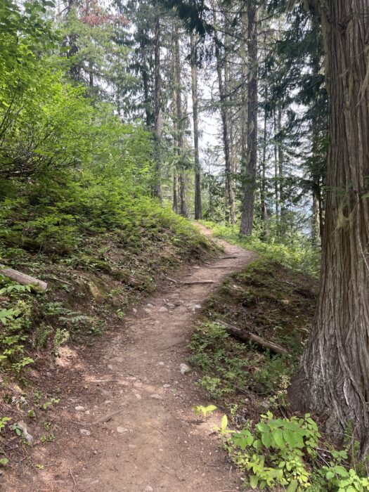 Broken Bridge Trail in Revelstoke National Park