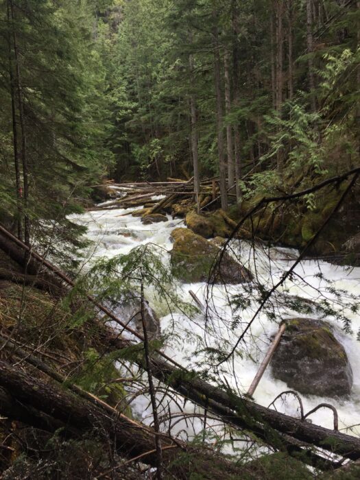 A fast flowing river in the forest. 