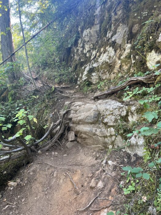 A trail on the way to Moses Falls with a big rock step. 