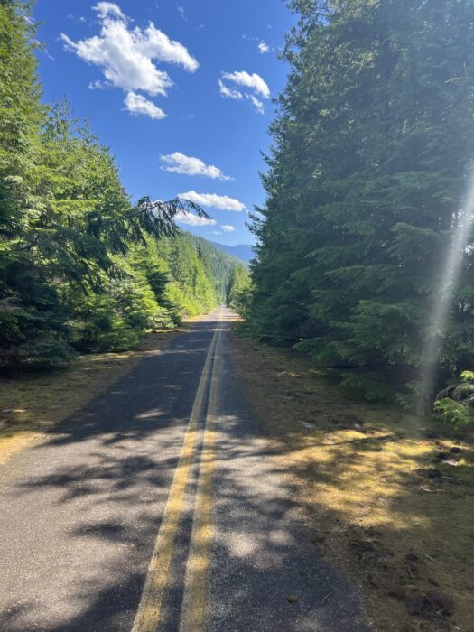 Old, abandoned, big bend highway with trees growing in around it and moss on the ground starting to cover it. 