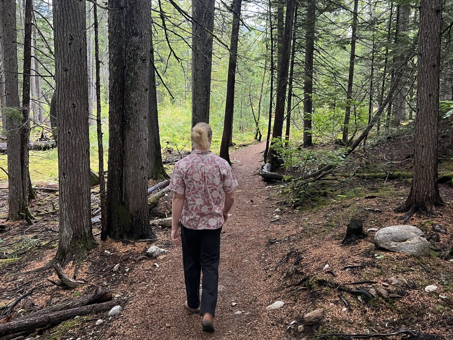 A man walking through the forest, as part of the Riverside Forest Walk in Revelstoke