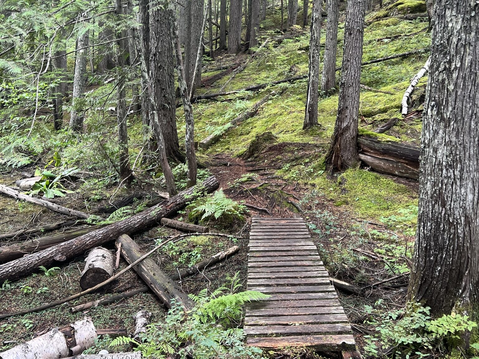 The forest trail, with a small wooden bridge, around Echo Lake near Revelstoke, BC 