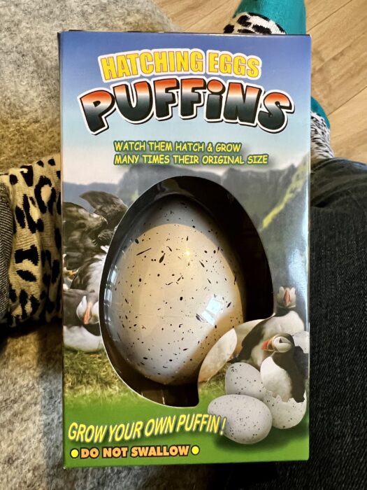 A "grow your own puffin" hatching puffin egg toy as a gift from Iceland