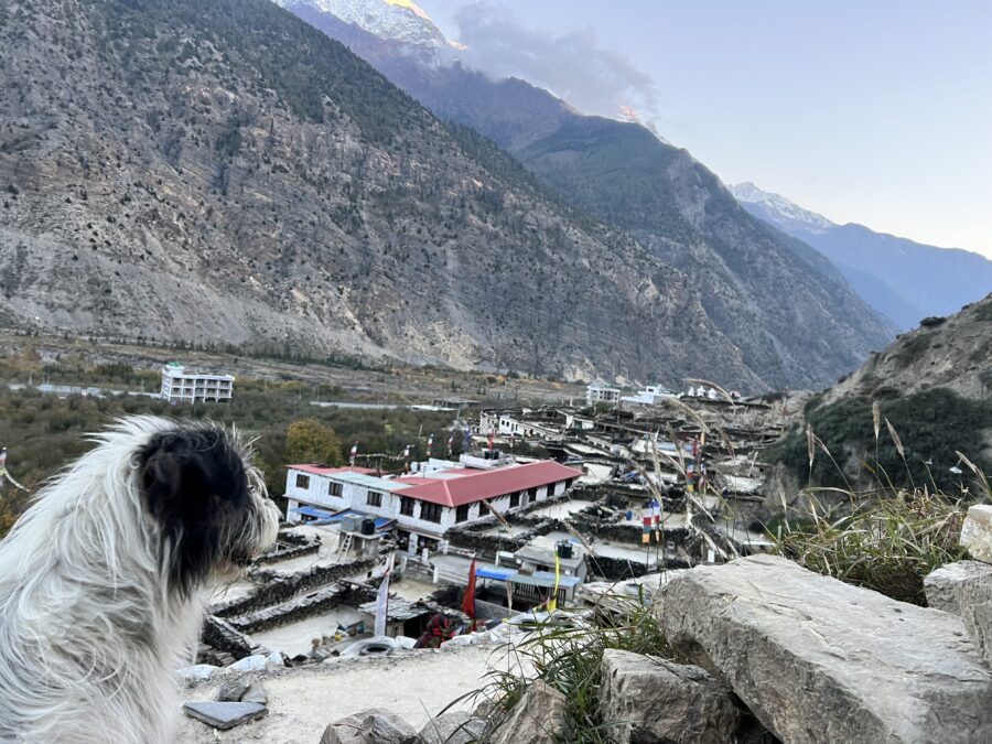 A white long haired dog with black ears looking over Marpha village in Nepal and the surrounding mountains.