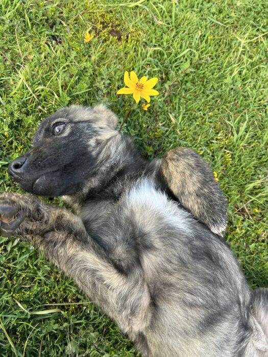 A puppy and a yellow flower