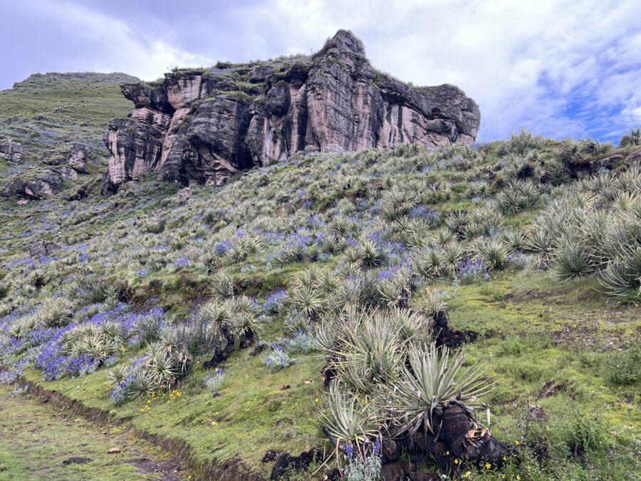 Purple flowers and interesting landscapes near Waqrapukara, Peru. 